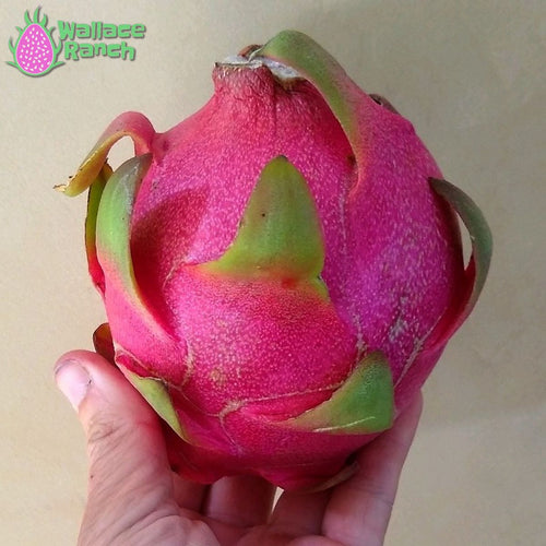 Thai White Dragon Fruit Pitaya Pitahaya