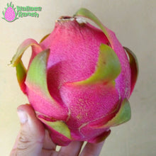 Load image into Gallery viewer, Thai White Dragon Fruit Pitaya Pitahaya
