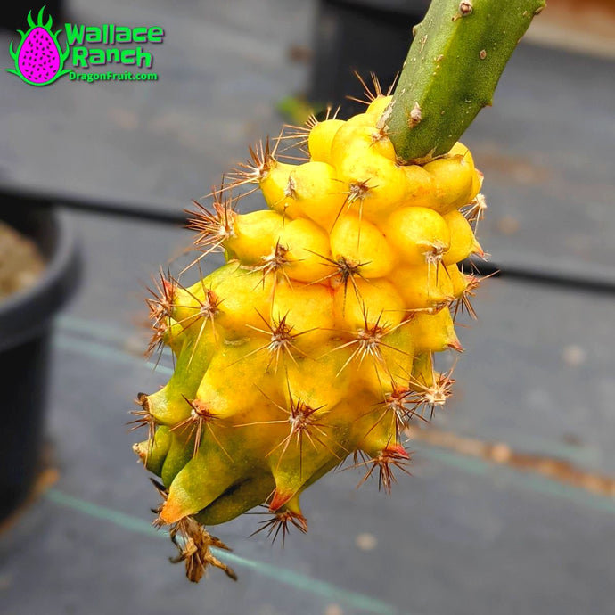 Yellow Colombiana Dragon Fruit