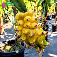 Load image into Gallery viewer, Yellow Colombiana Dragon Fruit Pitaya Pitahaya
